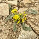 Astragalus caprinus Flor