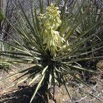 Yucca schidigera Habitus