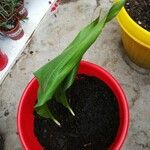 Aspidistra lurida List