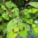 Persicaria virginiana Hoja