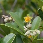 Hibbertia vieillardii Žiedas