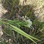 Asclepias verticillata Fruit