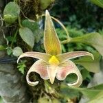 Bulbophyllum lobbii Lorea