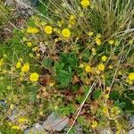 Potentilla crantzii Habit