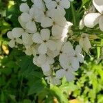 Phlox paniculataFlower