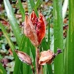 Iris foetidissima Hedelmä