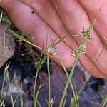 Juncus capitatus Квітка