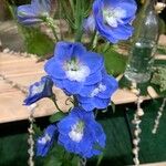 Delphinium elatumЦветок