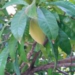 Pouteria campechiana Fruit