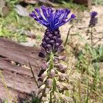 Muscari matritense Кветка