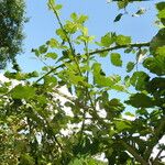 Rubus winteri Habitus