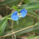 Commelina ensifolia 花