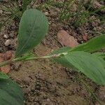 Polygonum aviculare Leaf