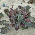 Crambe maritima Leaf