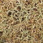 Sarcopoterium spinosum Likasa