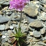 Armeria alpina Other