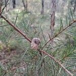 Hakea sericeaOvoce