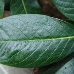 Rhododendron arizelum Leaf