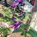 Salvia guaraniticaফুল