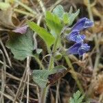 Scutellaria tuberosa Hábito