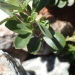 Veronica fruticans Foglia