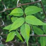 Apios americana Leaf