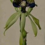 Prosthechea cochleata 花