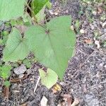 Fagopyrum cymosum Leaf