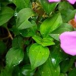 Dissotis rotundifolia Лист