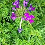 Verbena tenera ശീലം