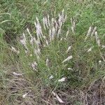 Polygala alba Pokrój