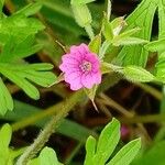 Geranium dissectumFloro