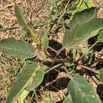 Solanum campylacanthum Feuille