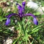 Iris reichenbachiana Lorea