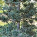Pinus parviflora ഇല