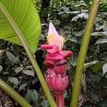 Musa velutina Flor
