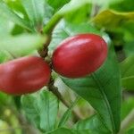 Synsepalum dulcificum Fruit