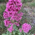 Valeriana lecoqii Flower