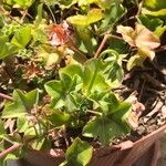 Pelargonium peltatum 葉