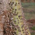 Ceiba pentandra Kéreg