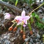 Spathoglottis unguiculata Flower