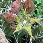 Orbea dummeri Flower
