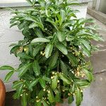 Ardisia crenata Alkat (teljes növény)