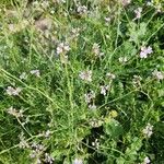 Erucaria hispanica Otro