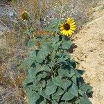 Helianthus annuusপাতা