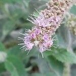 Mentha longifolia Flower