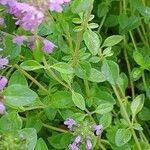 Thymus gobicus Levél