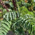 Melianthus major Blatt