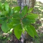 Castanea sativa Лист