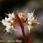 Chaetonychia cymosa 花